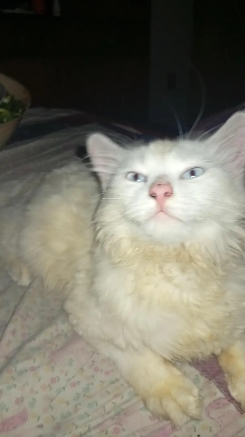 6 months male triple coat for sale — photo 2
