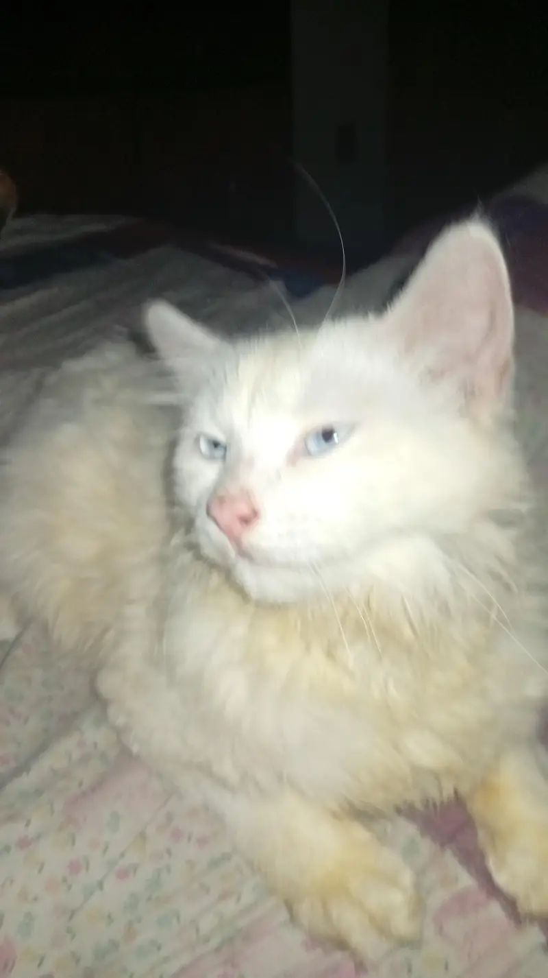 6 months male triple coat for sale — photo 3