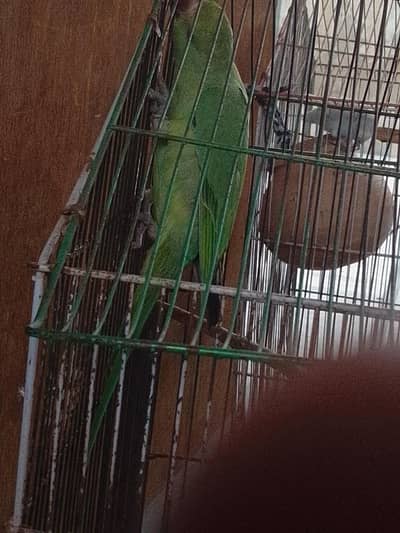 Parrot