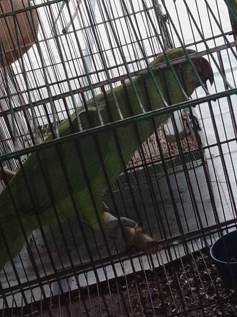 Parrot 1