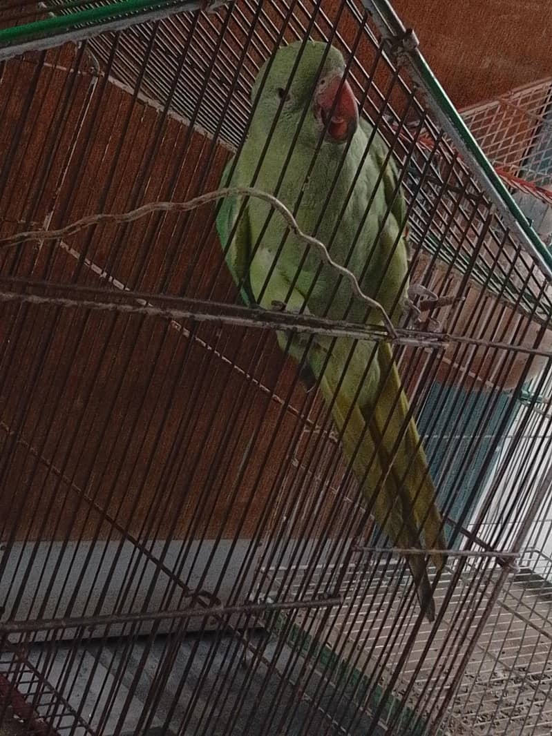 Parrot 2