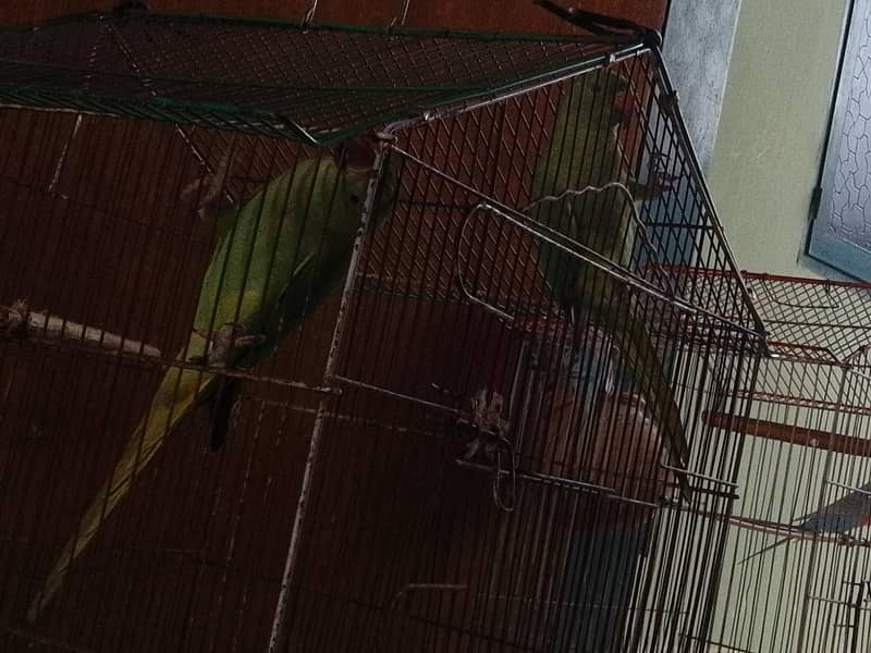 Parrot 3