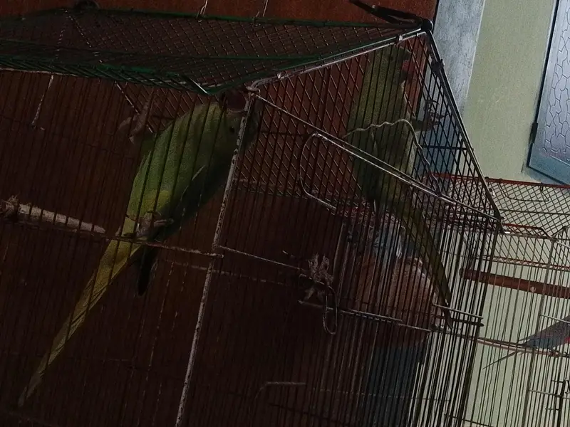 Parrot — photo 4