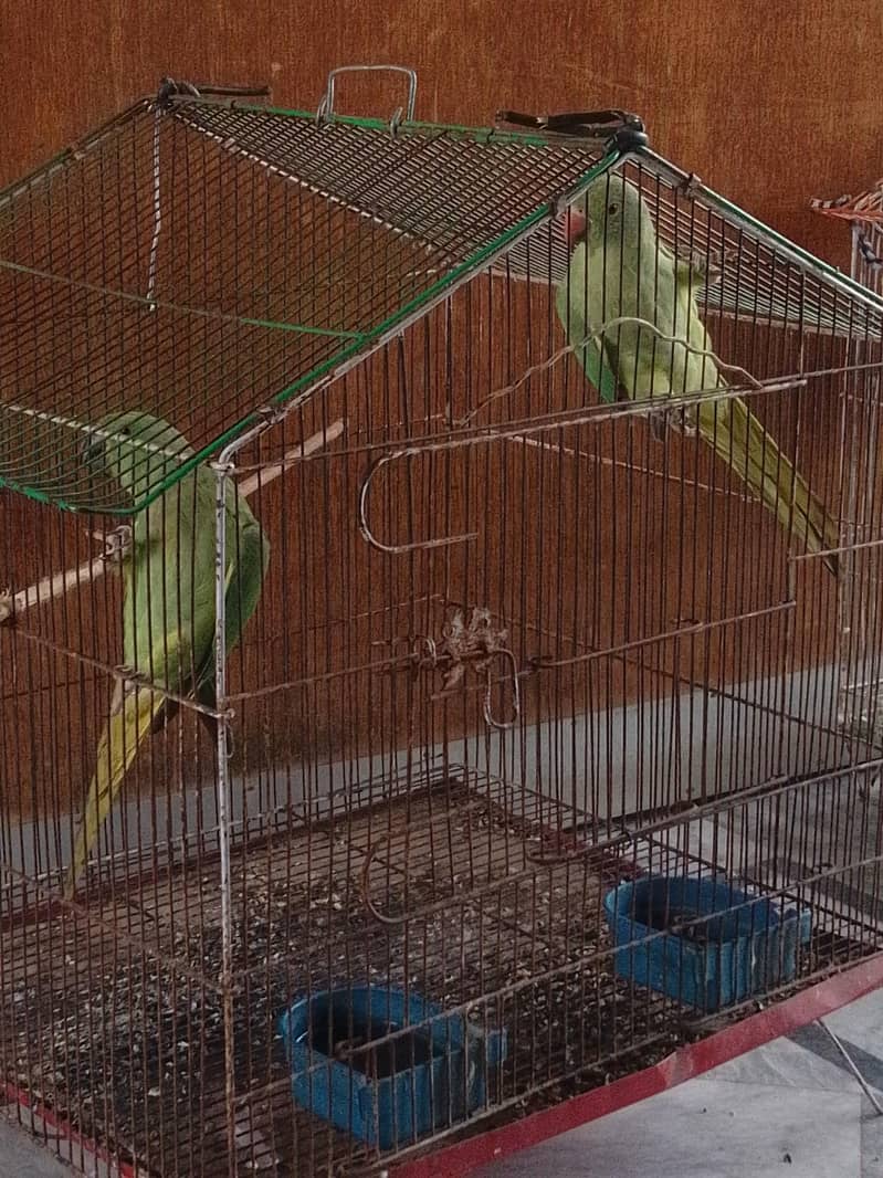 Parrot 4