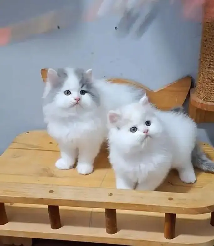 (Persian female kitten) (for sale all) (Pakistan delivery available) — photo 3