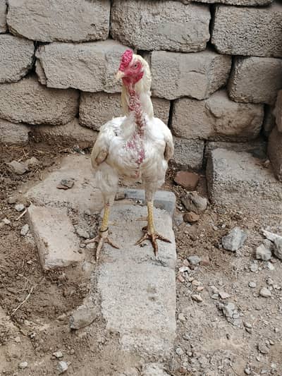 aseel hera