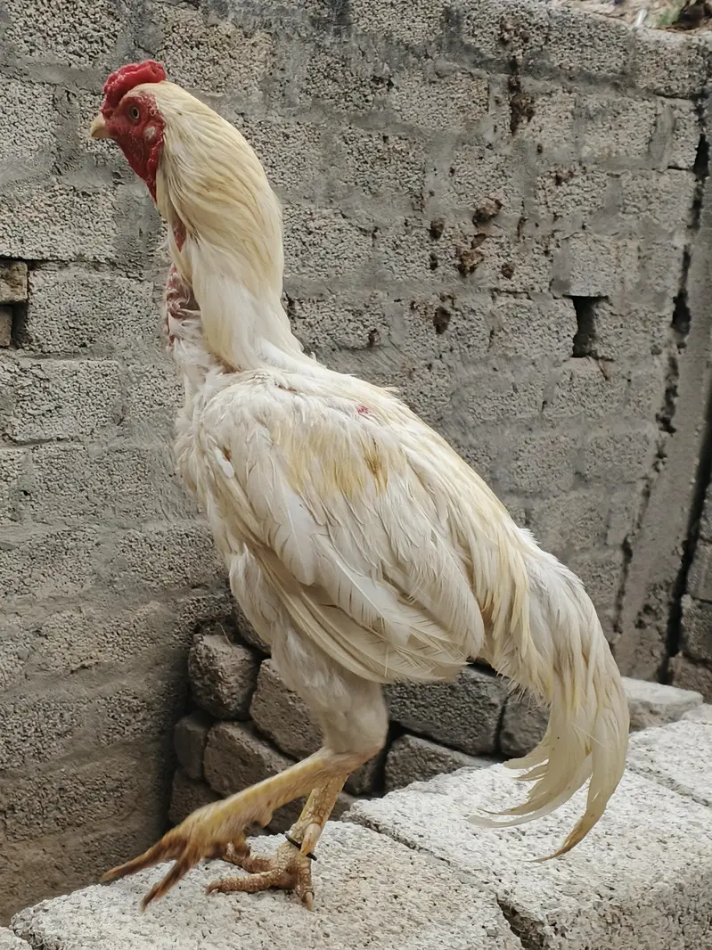 aseel hera — photo 2