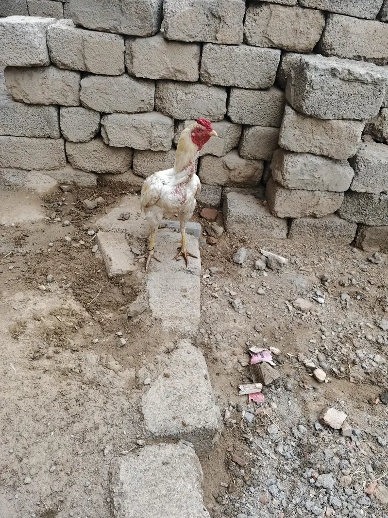 aseel hera — photo 4