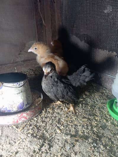 buff and Japanese chicks for sale