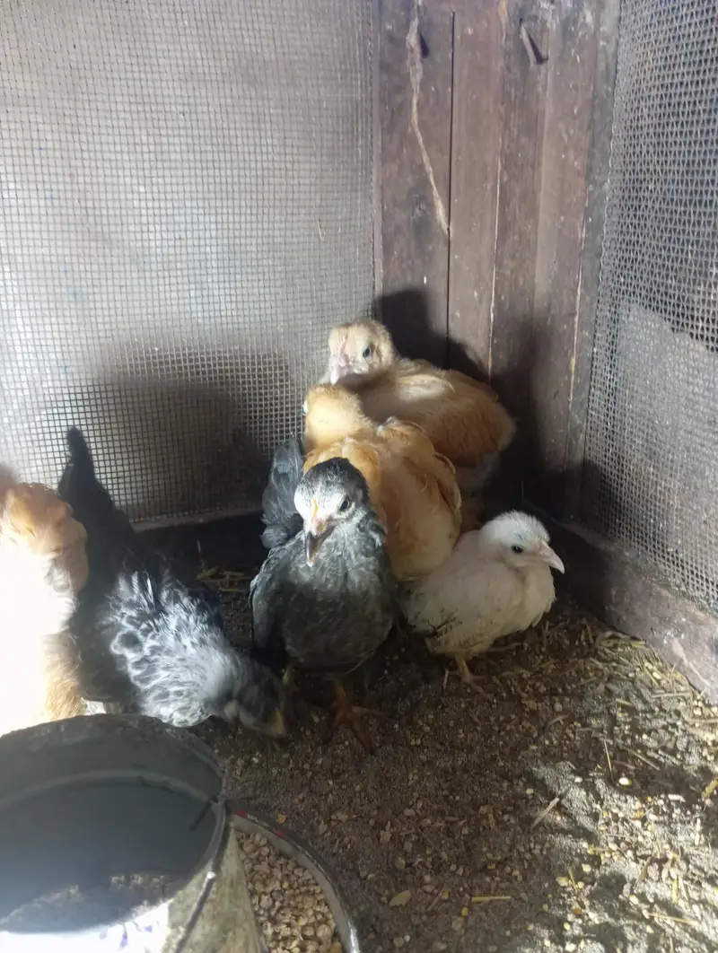 buff and Japanese chicks for sale — photo 3
