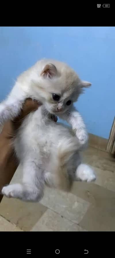 PERSIAN KITTENS URGENT SALE