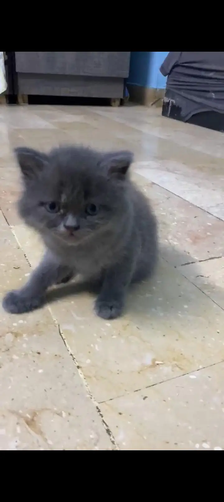 PERSIAN KITTENS URGENT SALE — photo 2
