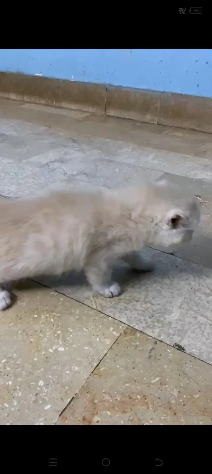 PERSIAN KITTENS URGENT SALE — photo 3