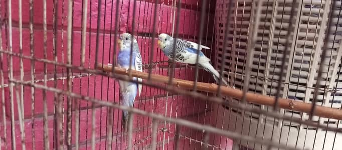 Hand Tame budgie (Bujries) Pair