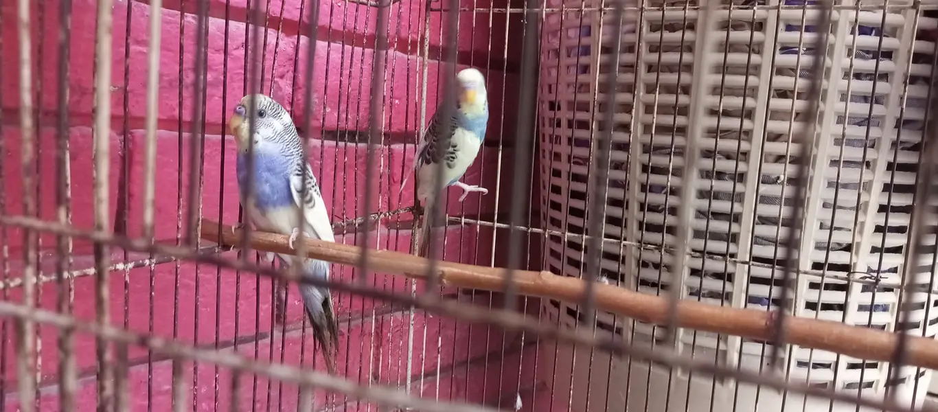 Hand Tame budgie (Bujries) Pair — photo 2