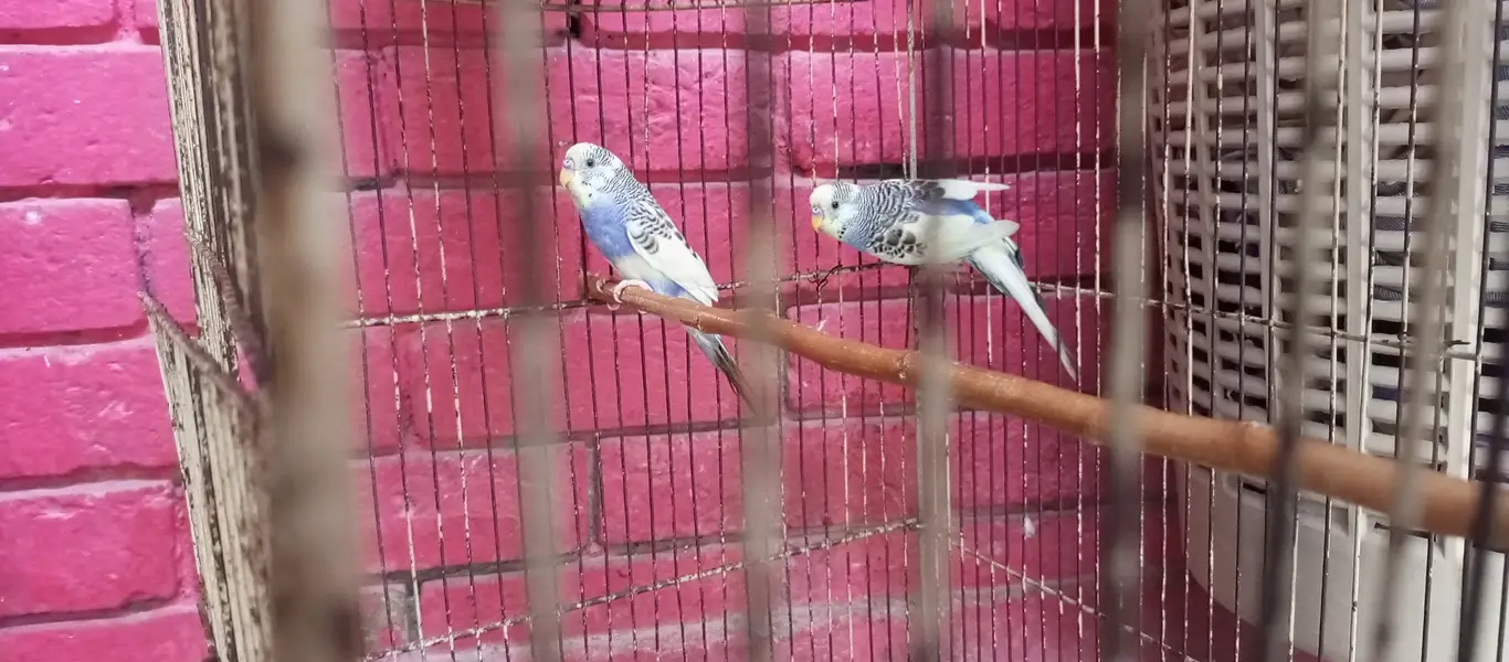 Hand Tame budgie (Bujries) Pair — photo 3