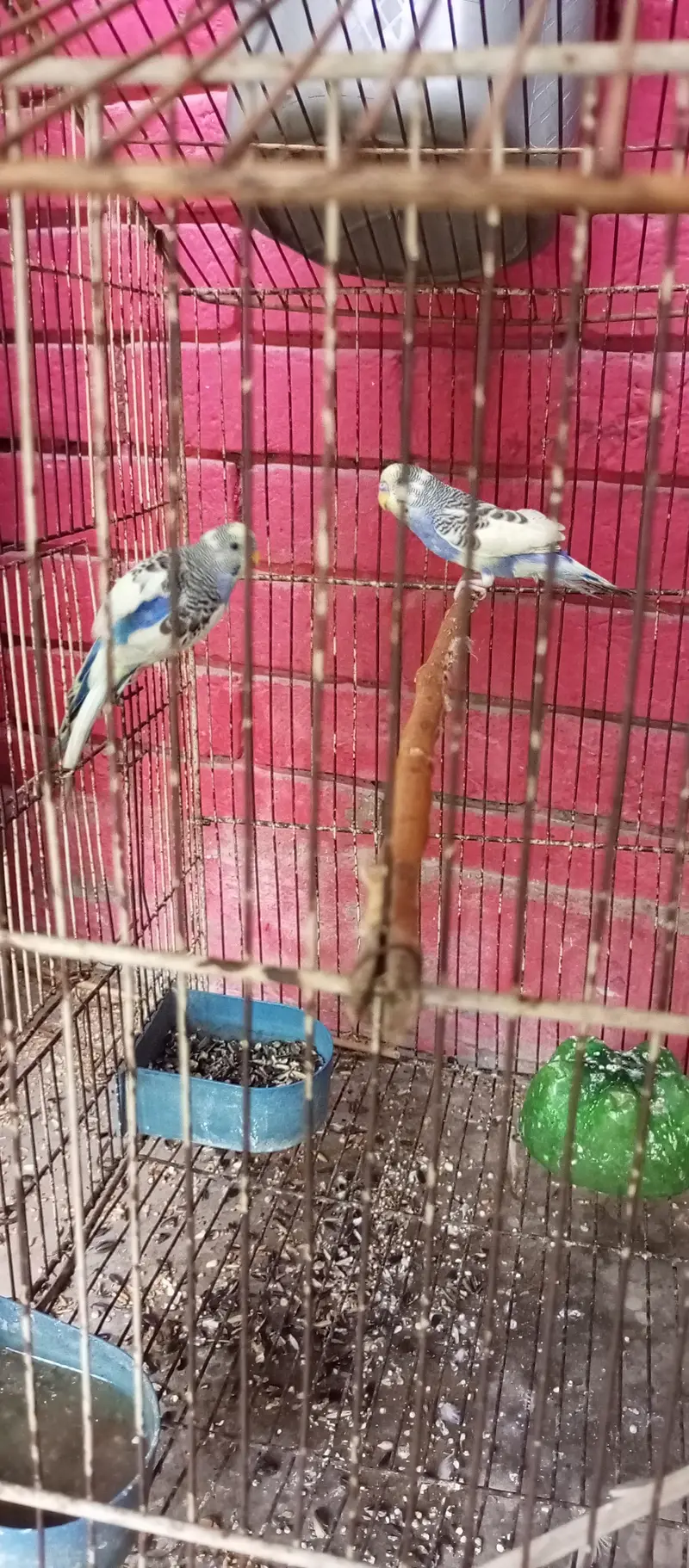 Hand Tame budgie (Bujries) Pair — photo 4