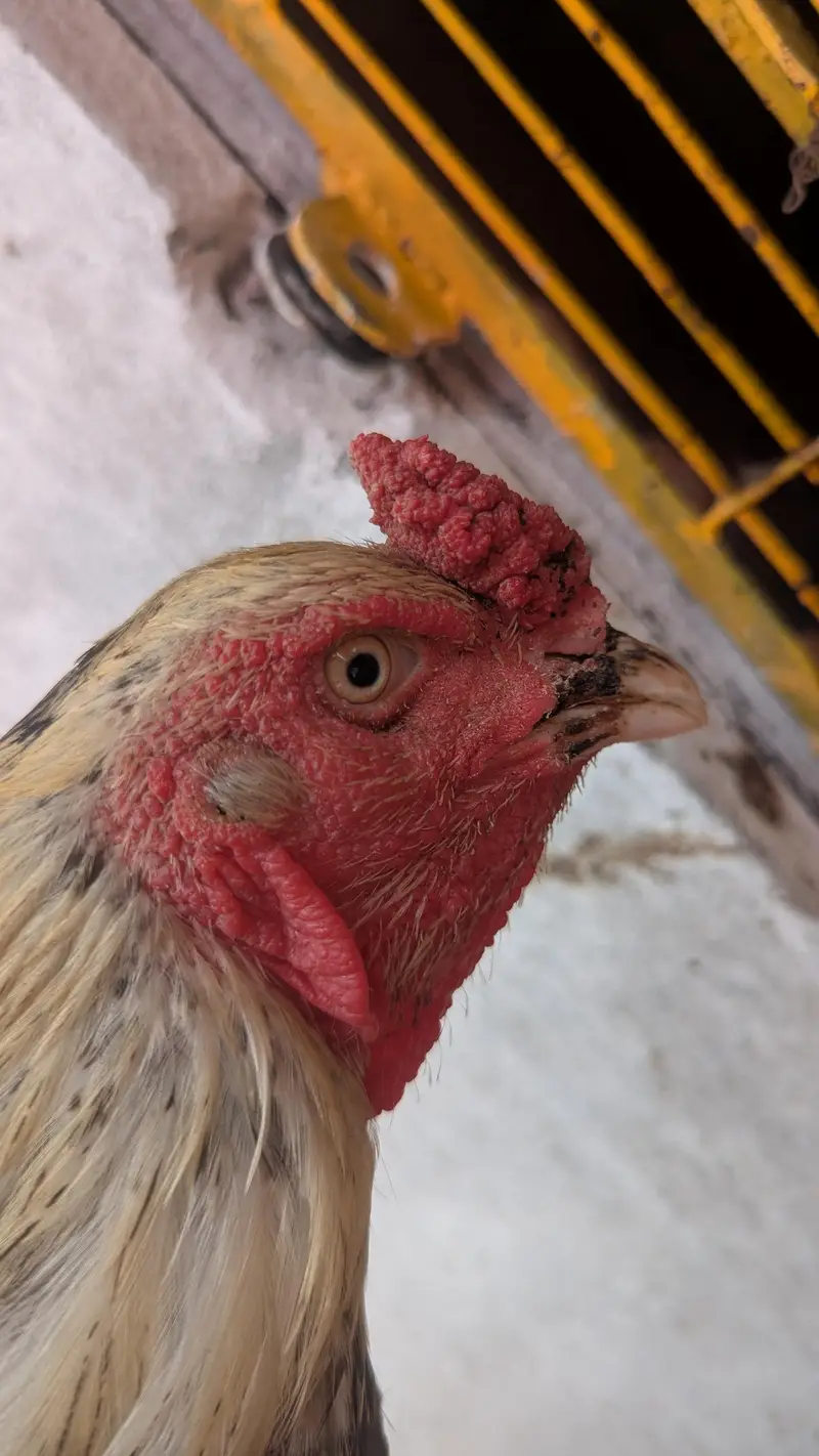 top breeder trio — photo 2