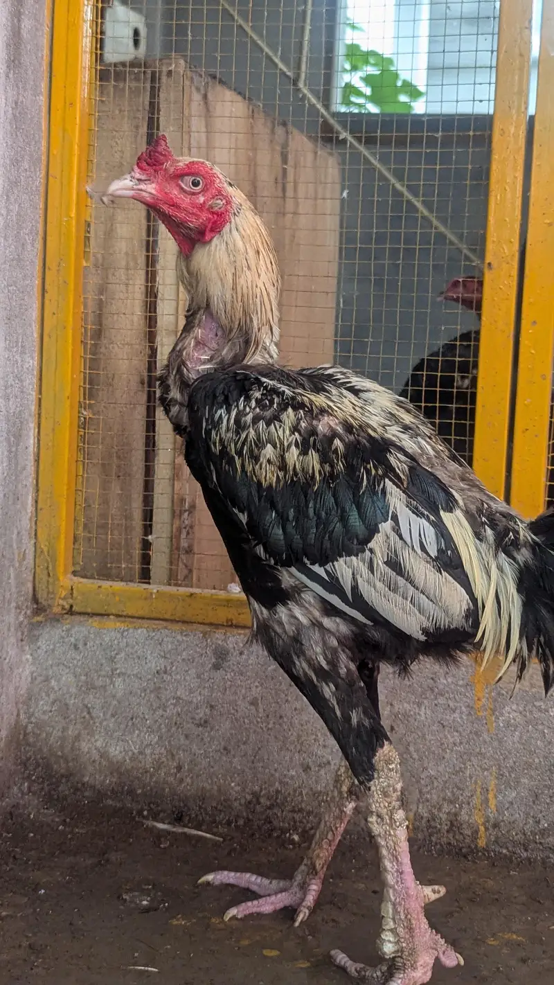 top breeder trio — photo 3