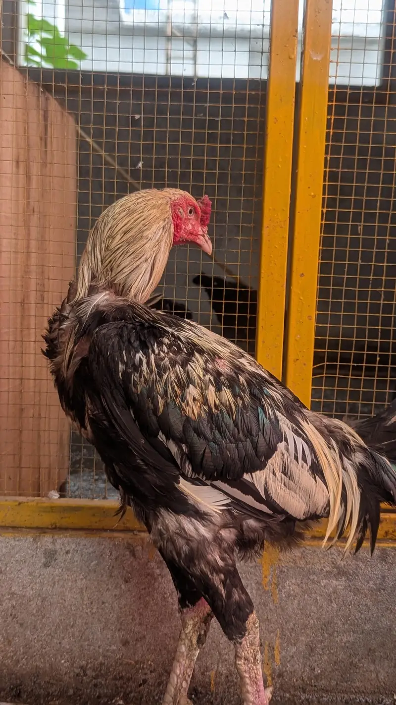 top breeder trio — photo 9