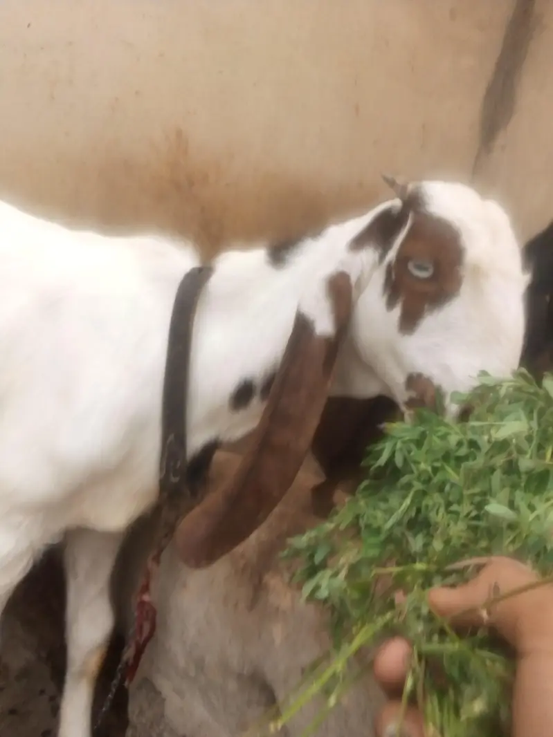 home breed male for sale num 03422956864 — photo 4