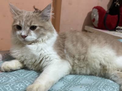 Persian male Trained Cat