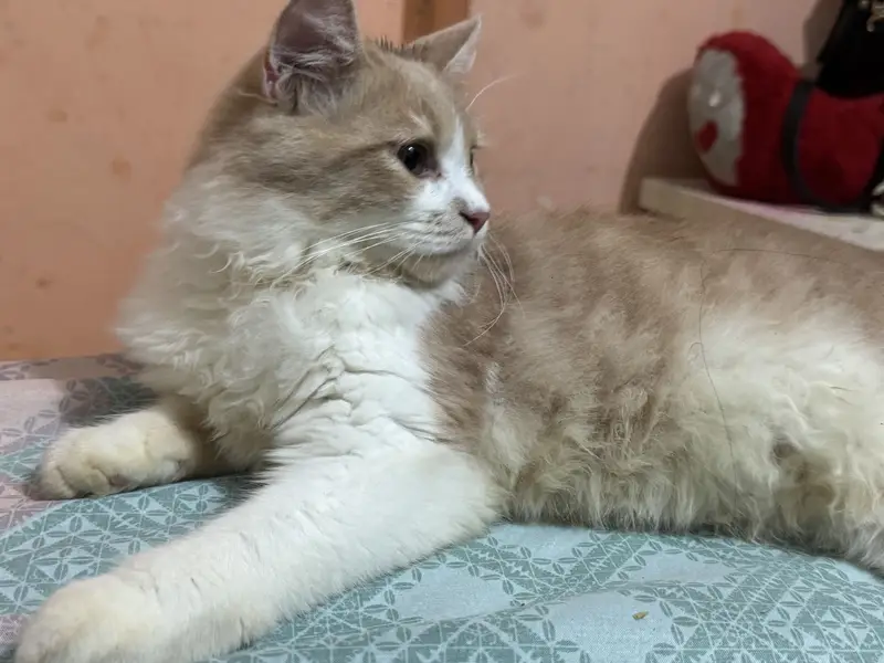 Persian male Trained Cat — photo 2