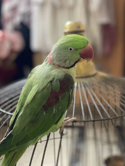 Hand-Tamed Raw Parrot