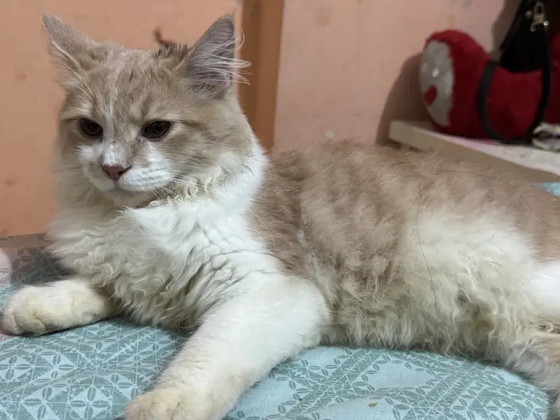 Persian male Trained Cat — photo 3
