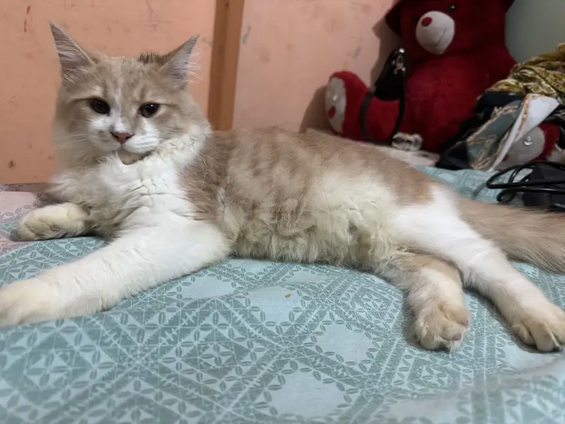 Persian male Trained Cat — photo 4