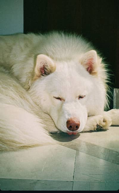 White Siberian Husky Male