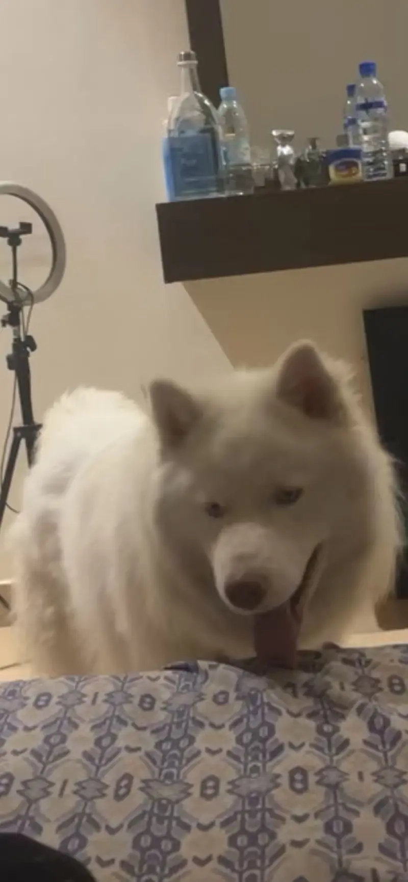 White Siberian Husky Male — photo 2