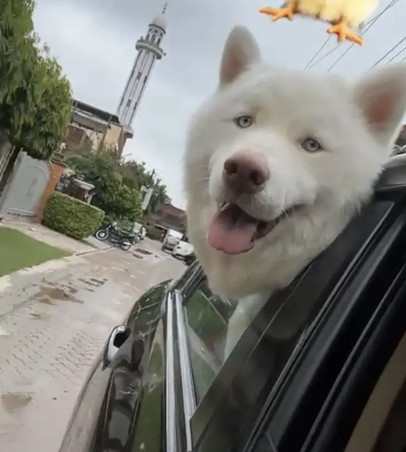 White Siberian Husky Male — photo 3