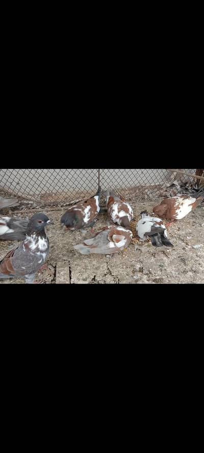 pigeon kabray