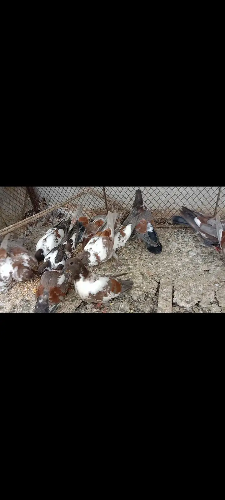 pigeon kabray — photo 2