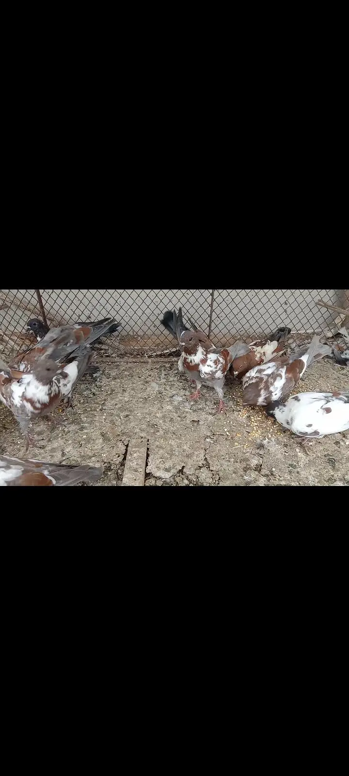 pigeon kabray — photo 3
