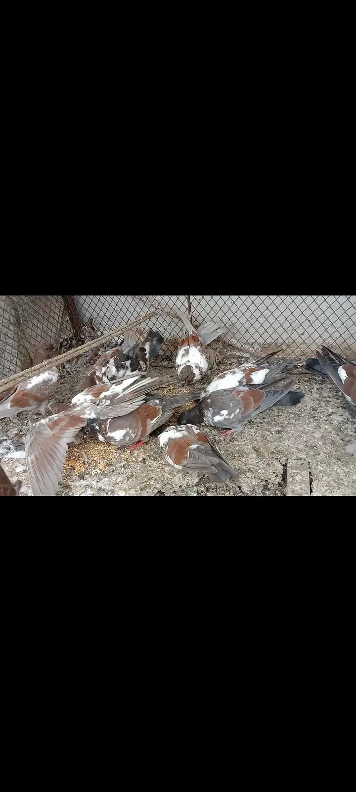 pigeon kabray — photo 4