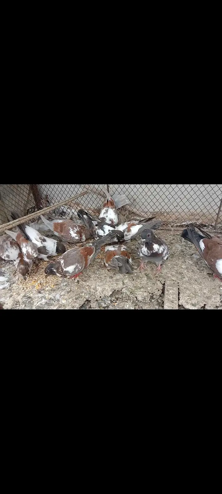 pigeon kabray — photo 5