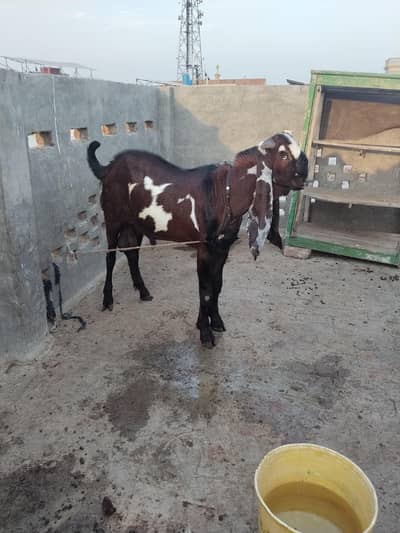 Betal goat,/sahiwal breedar/full breedar
