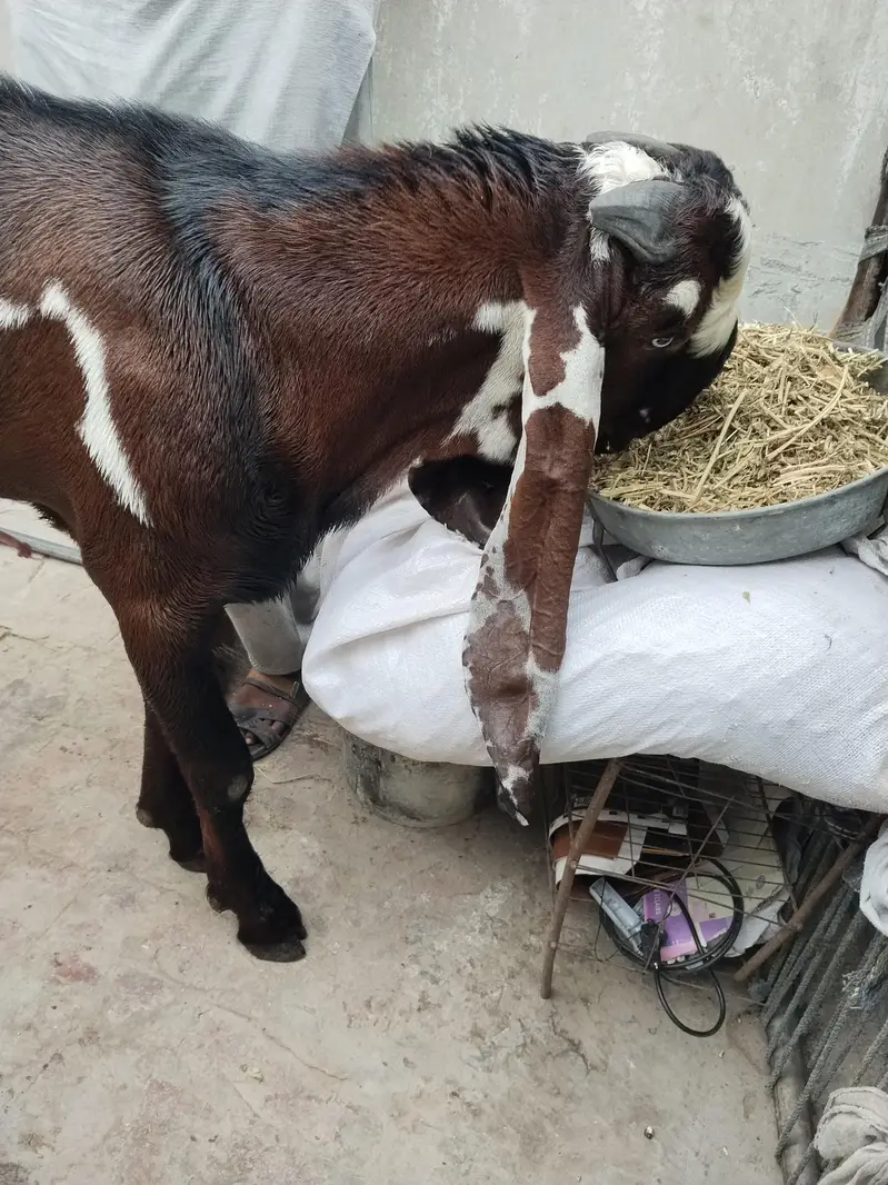 Betal goat,/sahiwal breedar/full breedar — photo 2