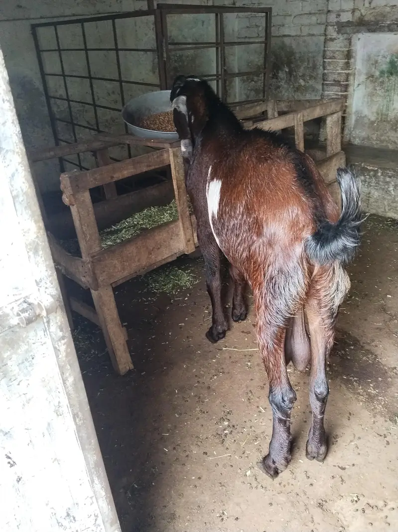 Betal goat,/sahiwal breedar/full breedar — photo 3