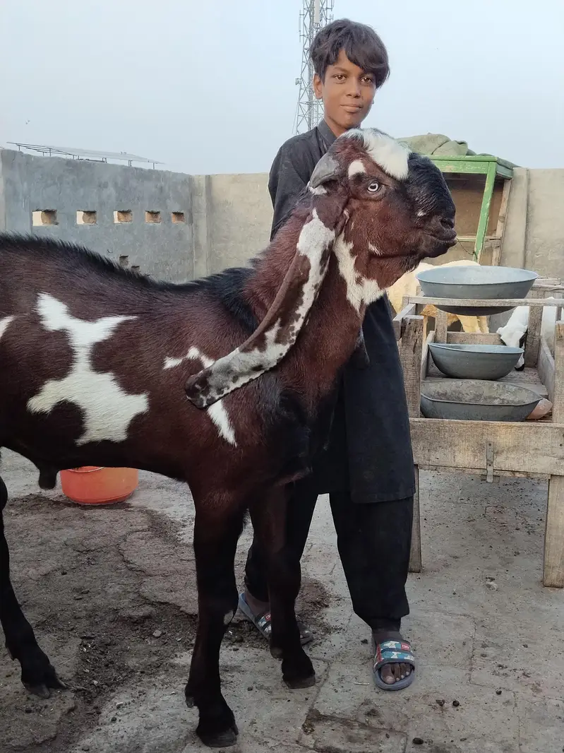 Betal goat,/sahiwal breedar/full breedar — photo 4