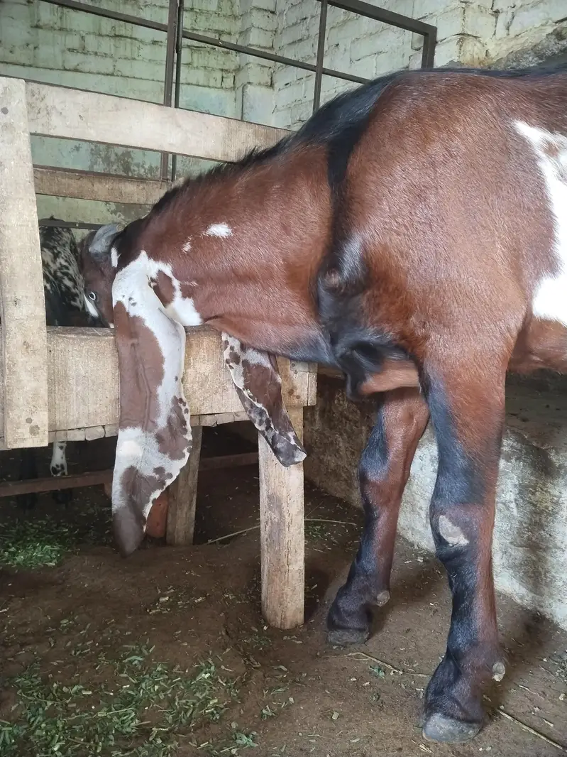 Betal goat,/sahiwal breedar/full breedar — photo 5