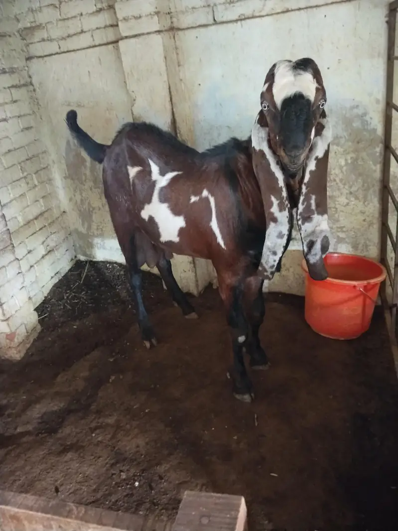 Betal goat,/sahiwal breedar/full breedar — photo 6