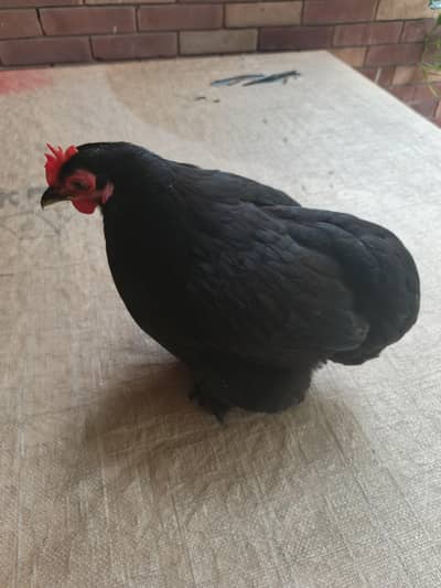 fancy Australorp hen and polish hen