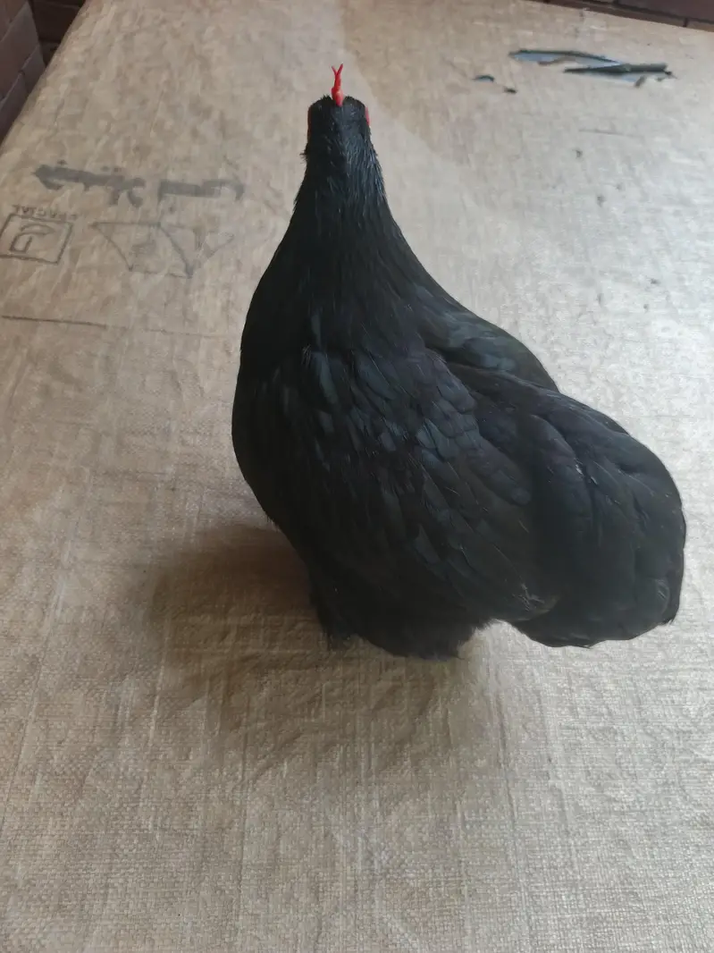 fancy Australorp hen and polish hen — photo 2