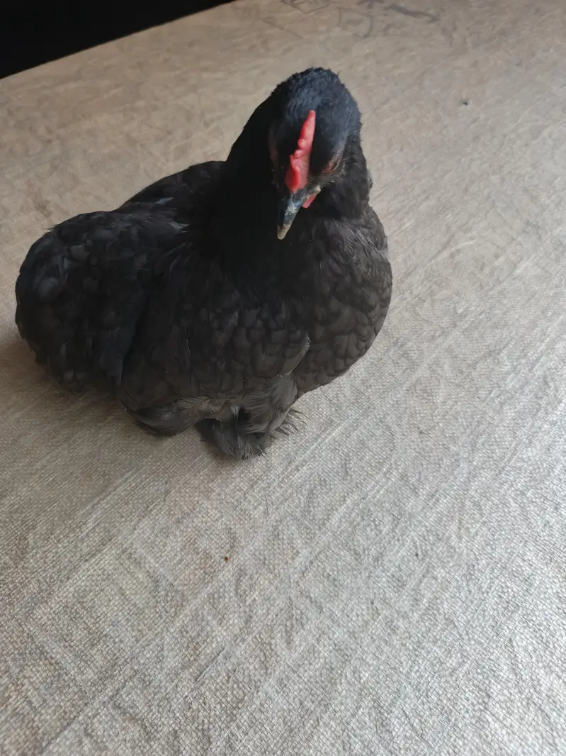 fancy Australorp hen and polish hen — photo 3
