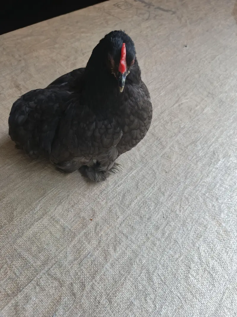 fancy Australorp hen and polish hen — photo 4