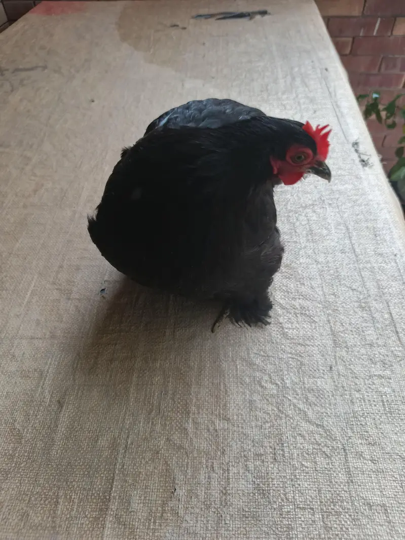 fancy Australorp hen and polish hen — photo 5