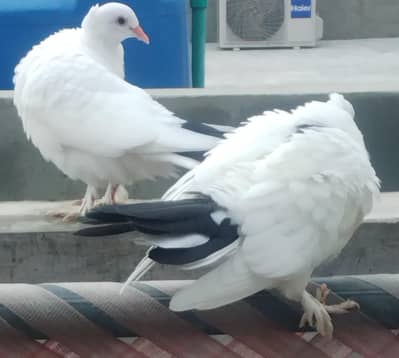 Blacktail sherazi chicks for sale